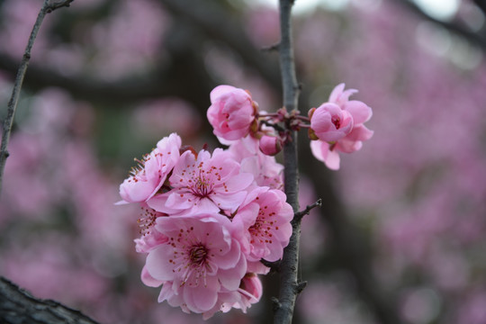 樱花