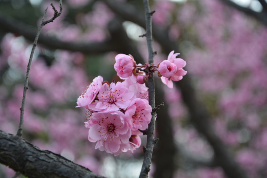 樱花