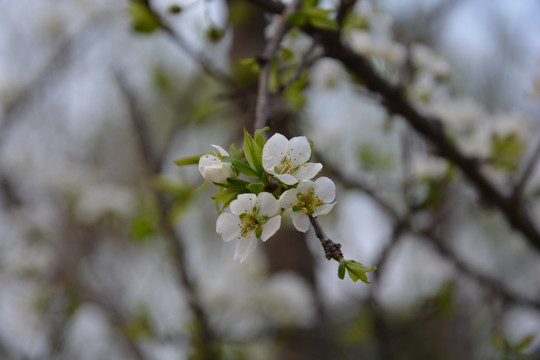 梨树花