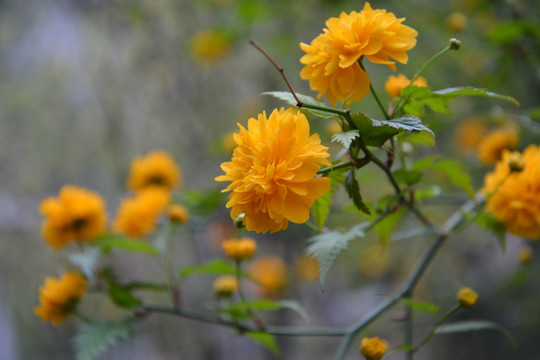 小黄花
