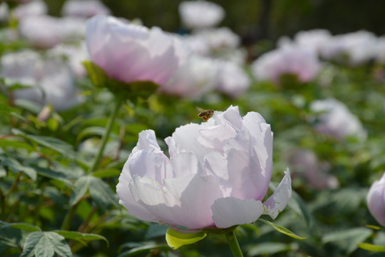 芍药