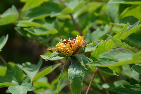 牡丹花蕊