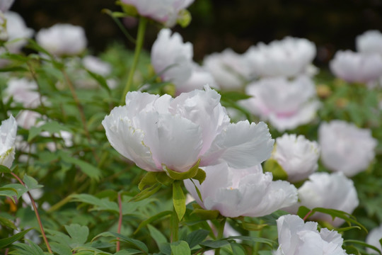 芍药