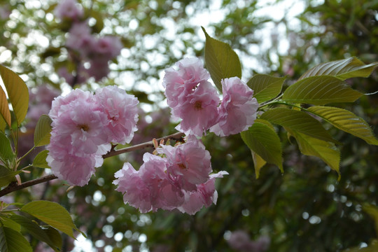 樱花