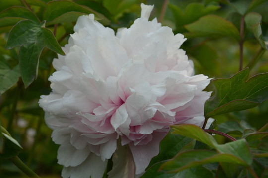 芍药