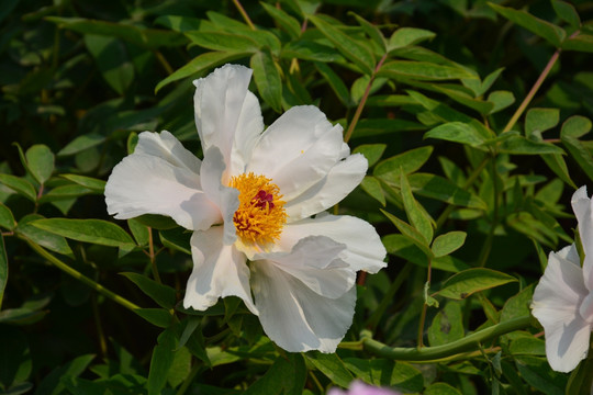 芍药