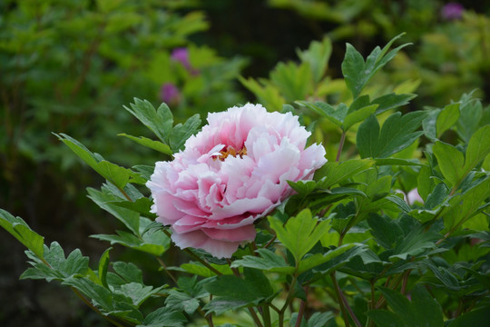 牡丹花