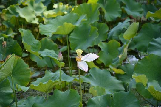 荷花池