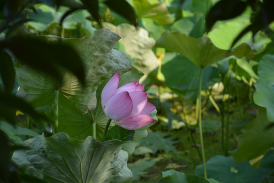 荷花池