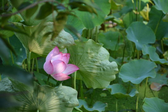 荷花池