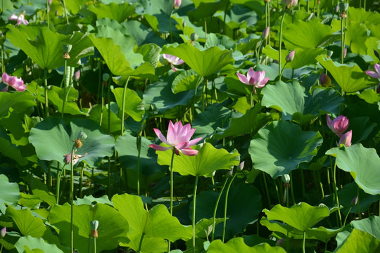 荷花池
