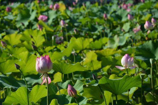 荷花池