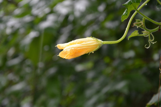 瓜花