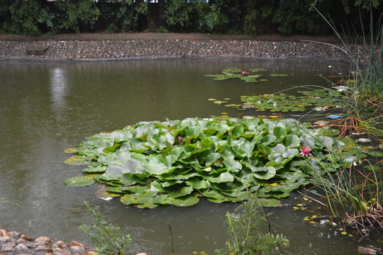 水莲