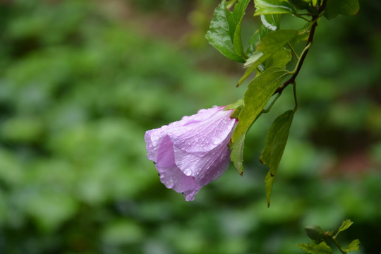 花卉