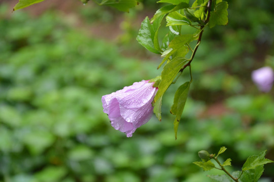 花卉