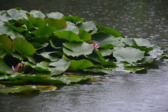 水莲