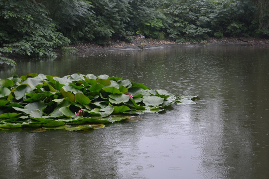 水莲