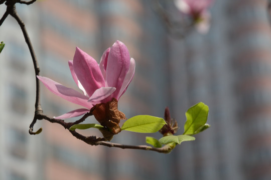 绒花
