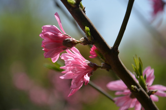 花卉