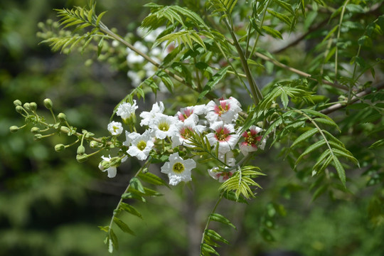 串花