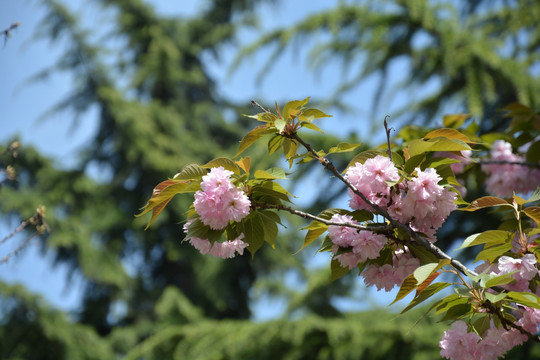 樱花