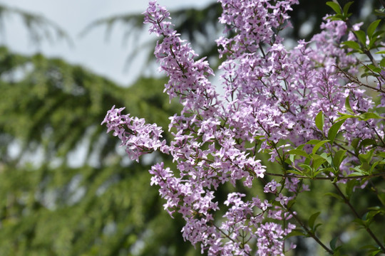 花卉