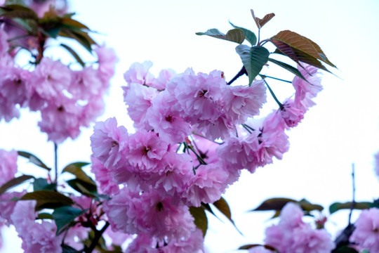 樱花观赏