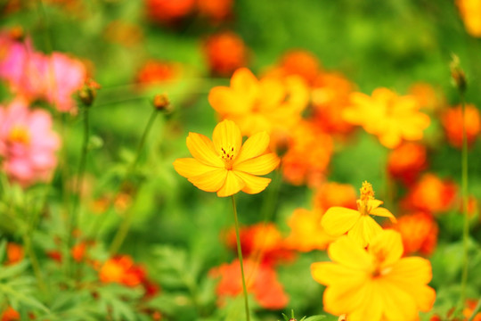 野花 野菊花