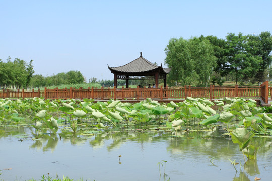 初夏公园景观