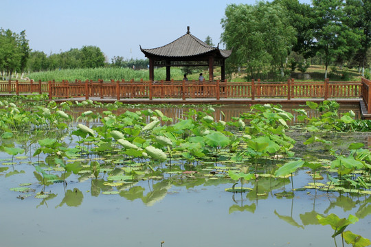 初夏公园景观