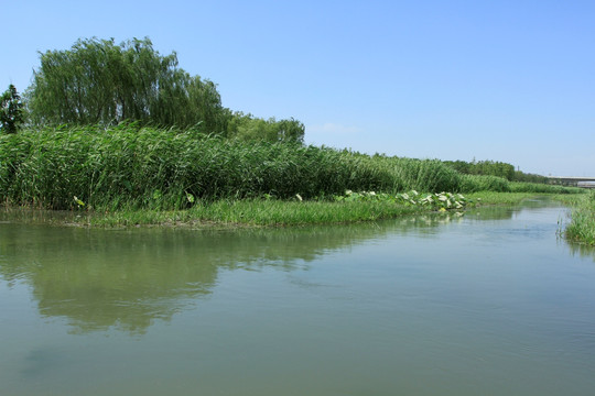 水草