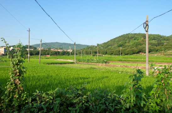 农村田园