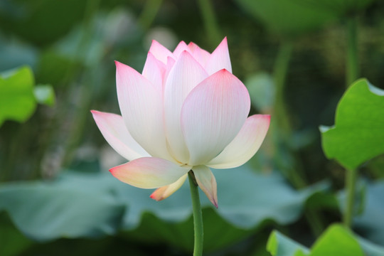 漂亮荷花