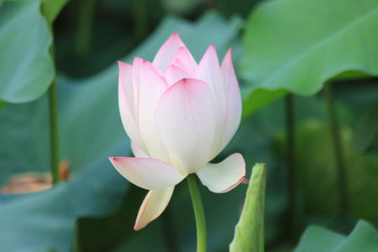 花神