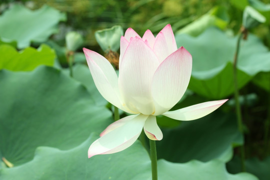 荷花 芳香
