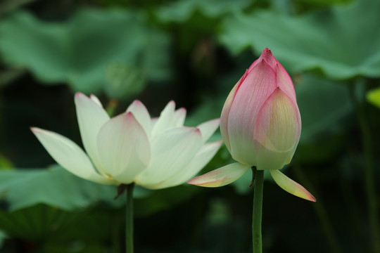 莲花