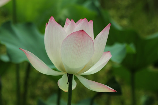 莲花