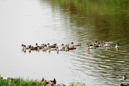 鸭子 水中的鸭子 一群鸭