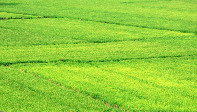 绿油油的稻田 稻田 绿化田块