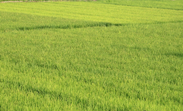 绿油油的稻田 稻田 绿化田块