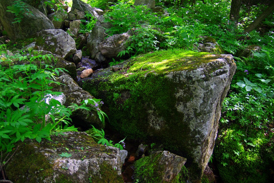 苔藓