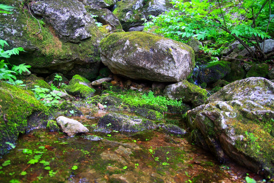 原始苔藓