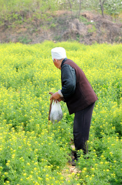 挖野菜的老人