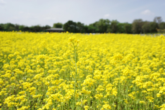油菜花 花海