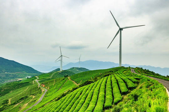 茶山茶园 茶场茶树