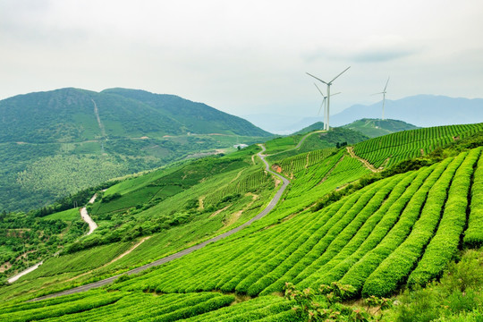 茶山茶场 茶山茶园