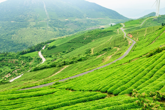 茶山茶场