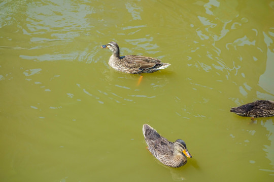 瘦西湖