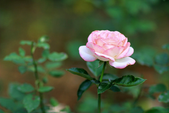 粉玫瑰